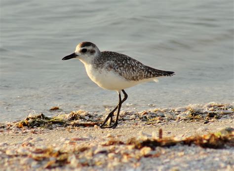 Joan and Dan's Birding Blog: Black-Bellied Plover