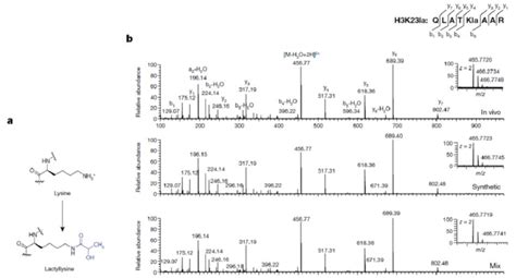 Nature重大突破：全新组蛋白乳酸化修饰调控癌症和炎症等疾病 黄灿华教授 实验室