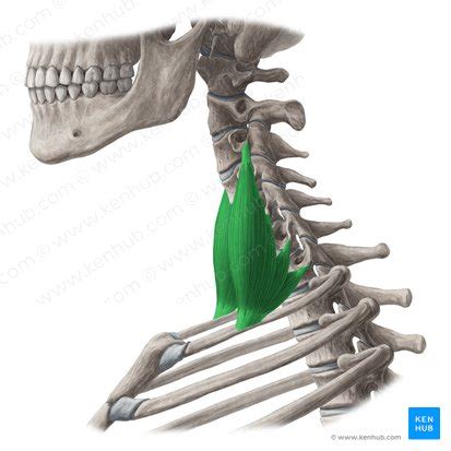 Musculi Scaleni Anatomie Versorgung Und Funktionen Kenhub