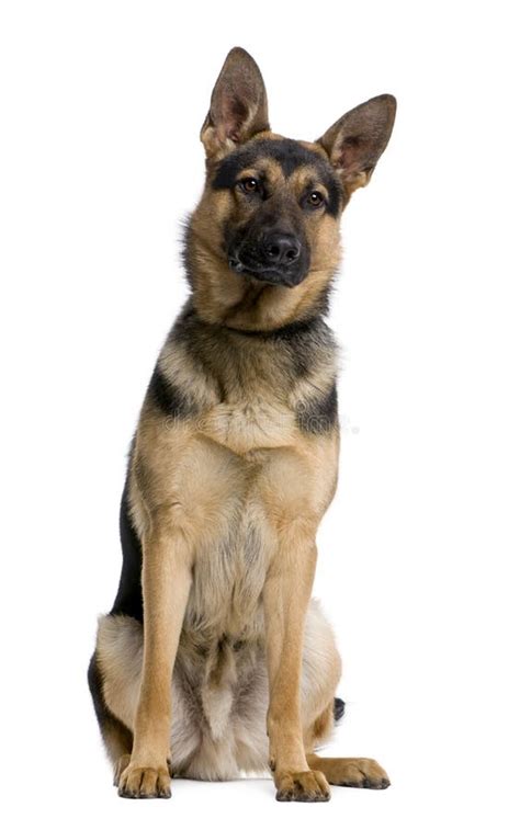 Front View of German Shepherd, Sitting Stock Image - Image of portrait ...