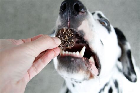 Coconut Spice Beef Jerky Dog Treats Dalmatian Diy