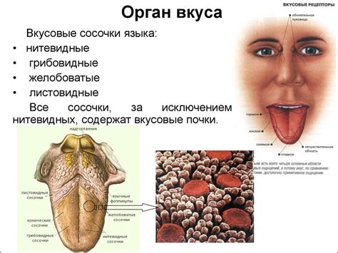 Анатомия органов слуха и равновесия. (Лекция 10) - презентация онлайн