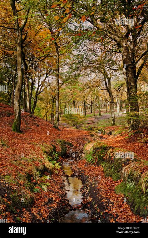 Colourful Autumn At Tandle Hill Country Park Royton Oldham Uk Stock