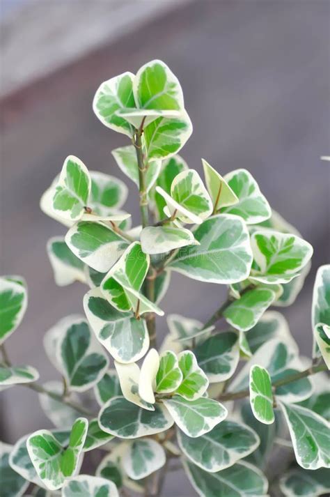 Mistletoe Fig Mistletoe Rubber Plant Or Ficus Triangularis Variegata Growing In Black Nursery