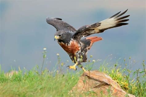 Upland Buzzard The Ultimate Guide Operation Migration