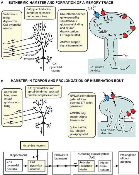 Frontiers Extreme Neuroplasticity Of Hippocampal CA1 Pyramidal