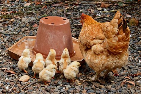 Ayam Bertelur Setiap Kimberly Lawrence