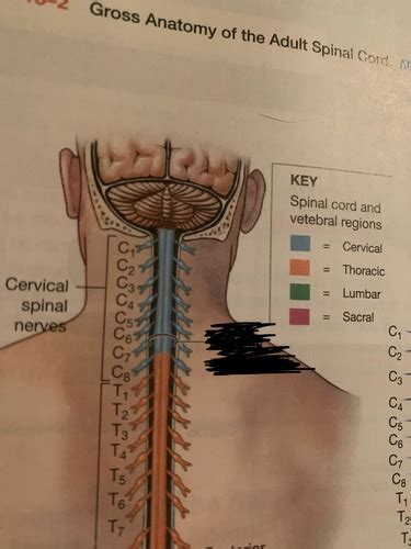 Spinal Cord And Spinal Nerve Anatomy Flashcards Quizlet