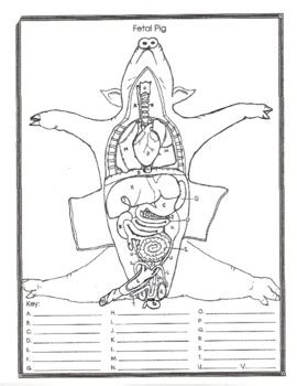 Fetal Pig Anatomy and Simulated Dissection Worksheet (male) by Biology Buff