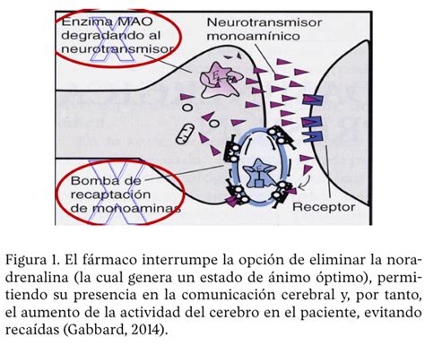 C Mo Funcionan Los Antidepresivos Una Gu A Para Entender Su Mecanismo