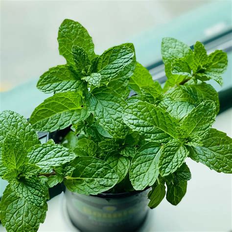 Grüne Minze Mentha spicata Zulauf Gartencenter