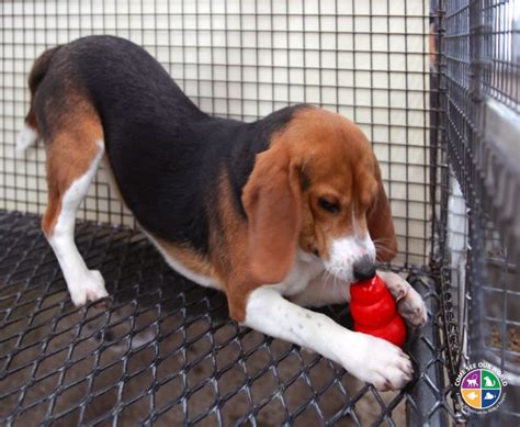 Beagle Playing with Kong - Come See Our World