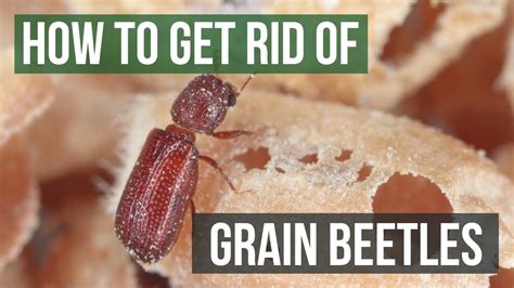 How To Get Rid Of Grain Beetles 4 Easy Steps Youtube