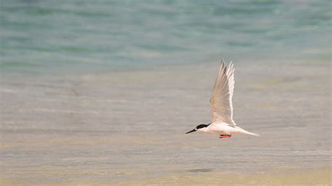 Roseate Tern Sterna Dougallii Neal Hardwick Flickr