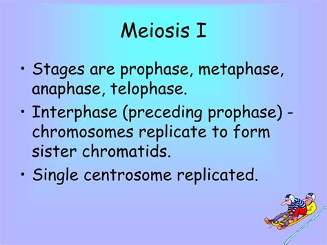 Ppt Meiosis And Sexual Life Cycle Powerpoint Presentation Free