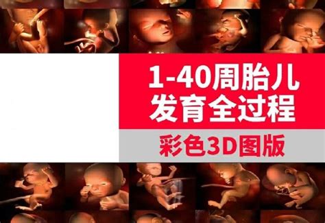 孕1 40周宝宝发育全过程｜3d彩超高清版‼️ 知乎