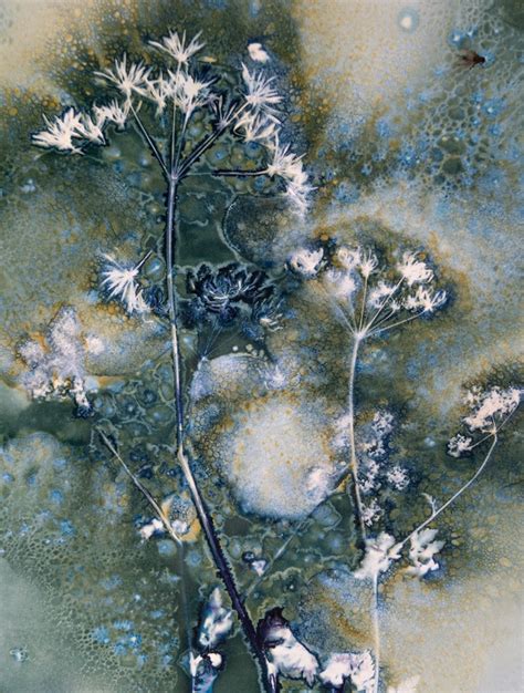 Cyanotype Botanical Jo Stephen Photography