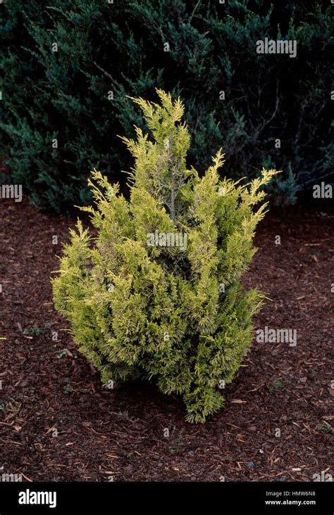 Aurea Genévrier de Chine Juniperus chinensis Aurea Cupressaceae