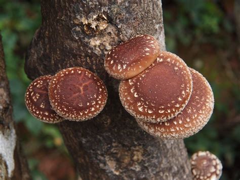 Por qué es tan famoso el hongo Shiitake