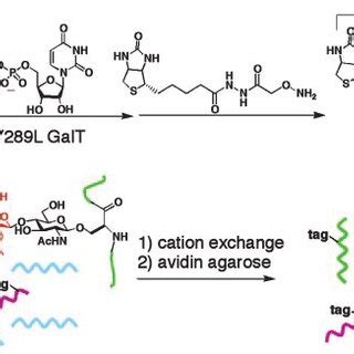 Chemoenzymatic strategy for identifying O-GlcNAc-glycosylated proteins... | Download Scientific ...