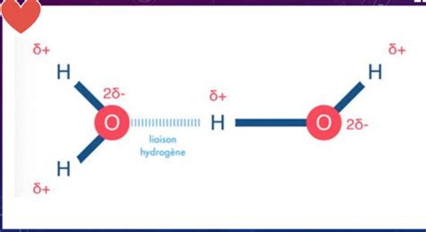 Chap Les Mol Cules Du Vivant Cartes Quizlet