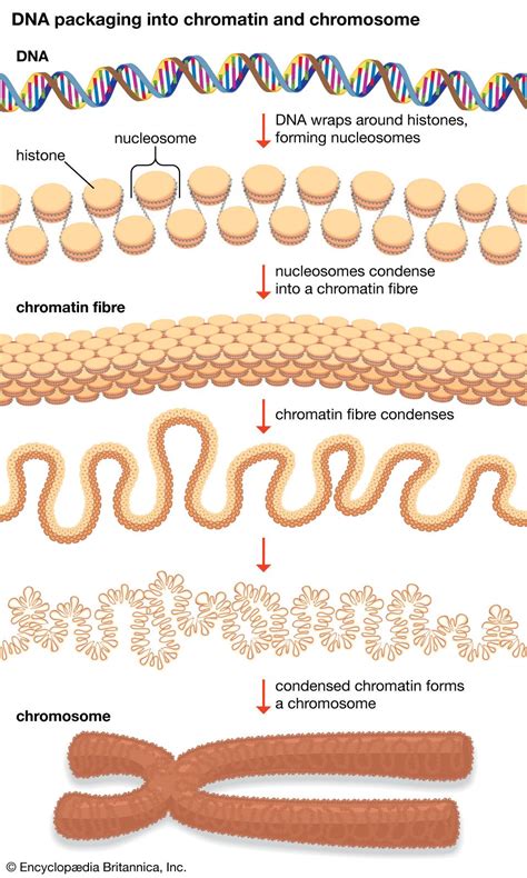 Chromatin And Chromosomes