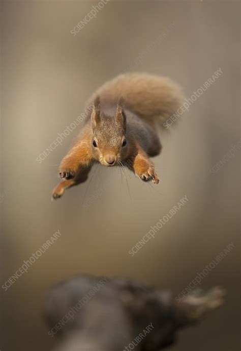 Red Squirrel Jumping Towards Camera Scotland Uk Stock Image C049