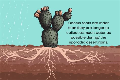 Exploring Cactus Roots An Important Part Of Their Survival In The