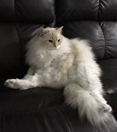 Unveiling The Ultimate Serotonin Boost 10 Ragdoll Cats You Must See