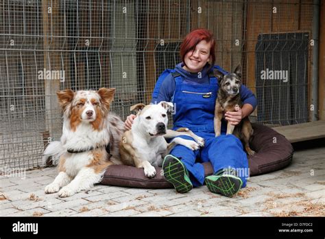 Dogs At Pound Stock Photo Alamy
