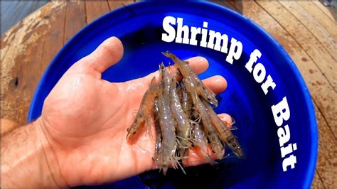 Catching Shrimp With A Cast Net How To Catch Live Shrimp For Bait