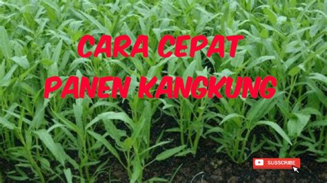 Cara Mempercepat Pertumbuhan Tanaman Kangkung Hari Siap Panen