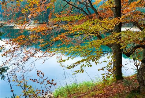 Vista del lago de montaña synevir a través de ramas de árboles de otoño