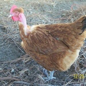 Naked Neck Turken BackYard Chickens