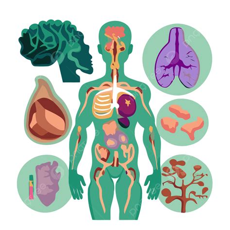 Sistema Endocrino Vector Png Dibujos Pegatina Clipart Ilustración Plana De Varias Partes Del