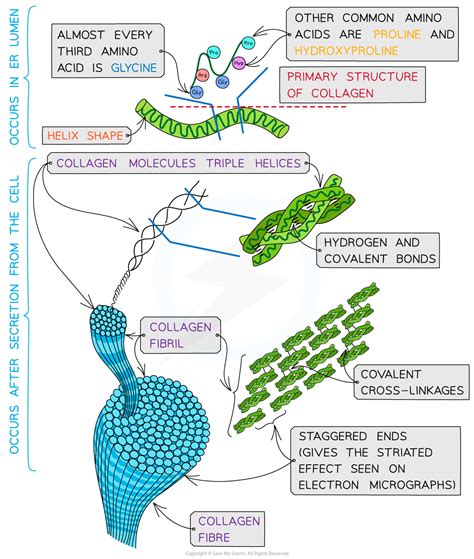 Amino Acids Proteins Protein Structure Edexcel International