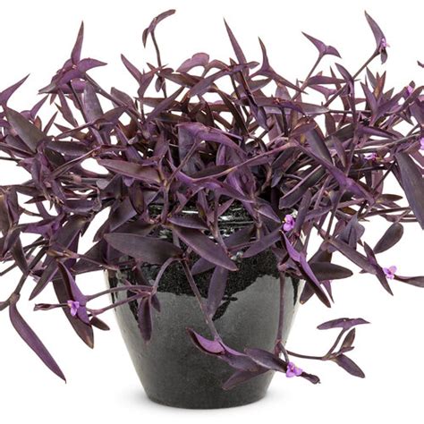 Purple Heart Tradescantia Pallida Flower Leaf Care Uses