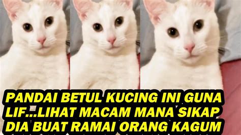 Pandai Betul Kucing Ini Guna Lif Lihat Macam Mana Sikap Dia Buat Ramai