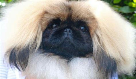 Pin By Kim Nobile On Pekingese Show Style Dogs Signature Pekes