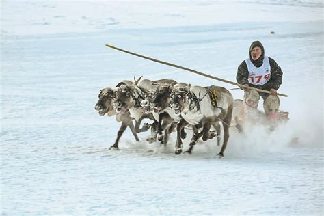 How Fast Can Reindeer Run Pulling A Sled Photos Russia Beyond