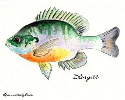 Bluegill Fish Prints From The Original Watercolor Painting Etsy