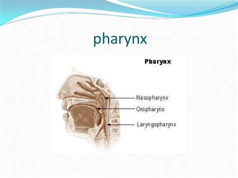 Cancer Of The Nasopharynx