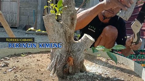 Seleksi Cabang Bahan Bonsai Beringin Kimeng Youtube