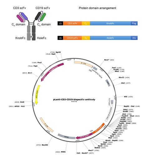 Bispecific Antibody Production with Guaranteed Stability - BiCell ...