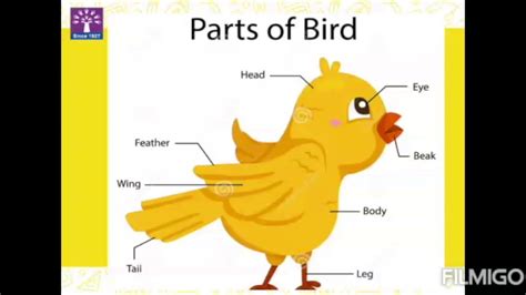 Cbse Iii Evs Ch8 Birds Part 1 Youtube