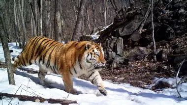 Siberian Tiger Facts for Kids - Siberian Tiger Fun Facts • Kids Animals ...