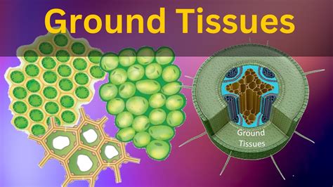 Permanent Tissues Class Biology Ground Tissues Collenchyma