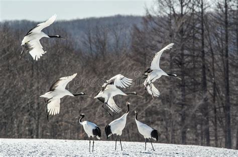 The Red Crowned Cranes In Flight The Red Crowned Crane Stock Photo