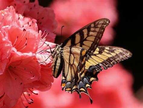 Imágenes De Mariposas Y Flores Hermosas Fotos Reales