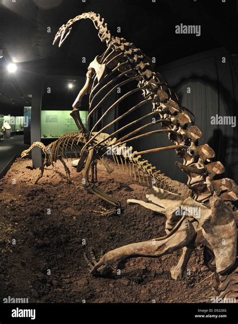 Plateosaurus Hi Res Stock Photography And Images Alamy